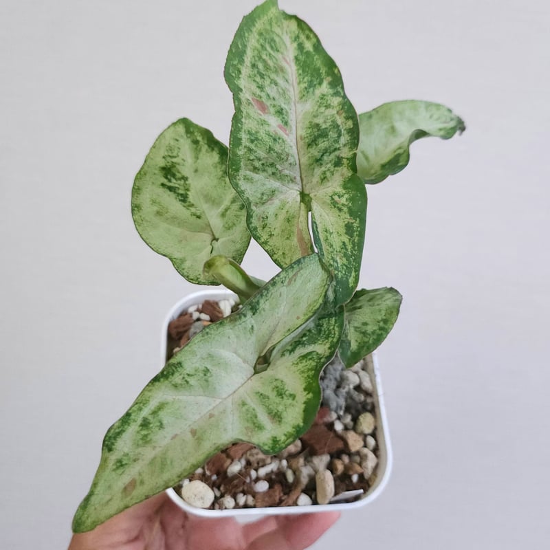 ③《シンゴニウム コンフェッティ トリカラー》 Syngonium Confetti