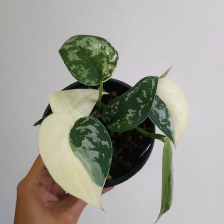 スキンダプサス グリーンダイヤモンド スキンダプサス グリーンダイヤモンド スキンダプサス グリーン