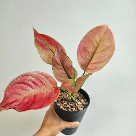 aglaonema | STORES