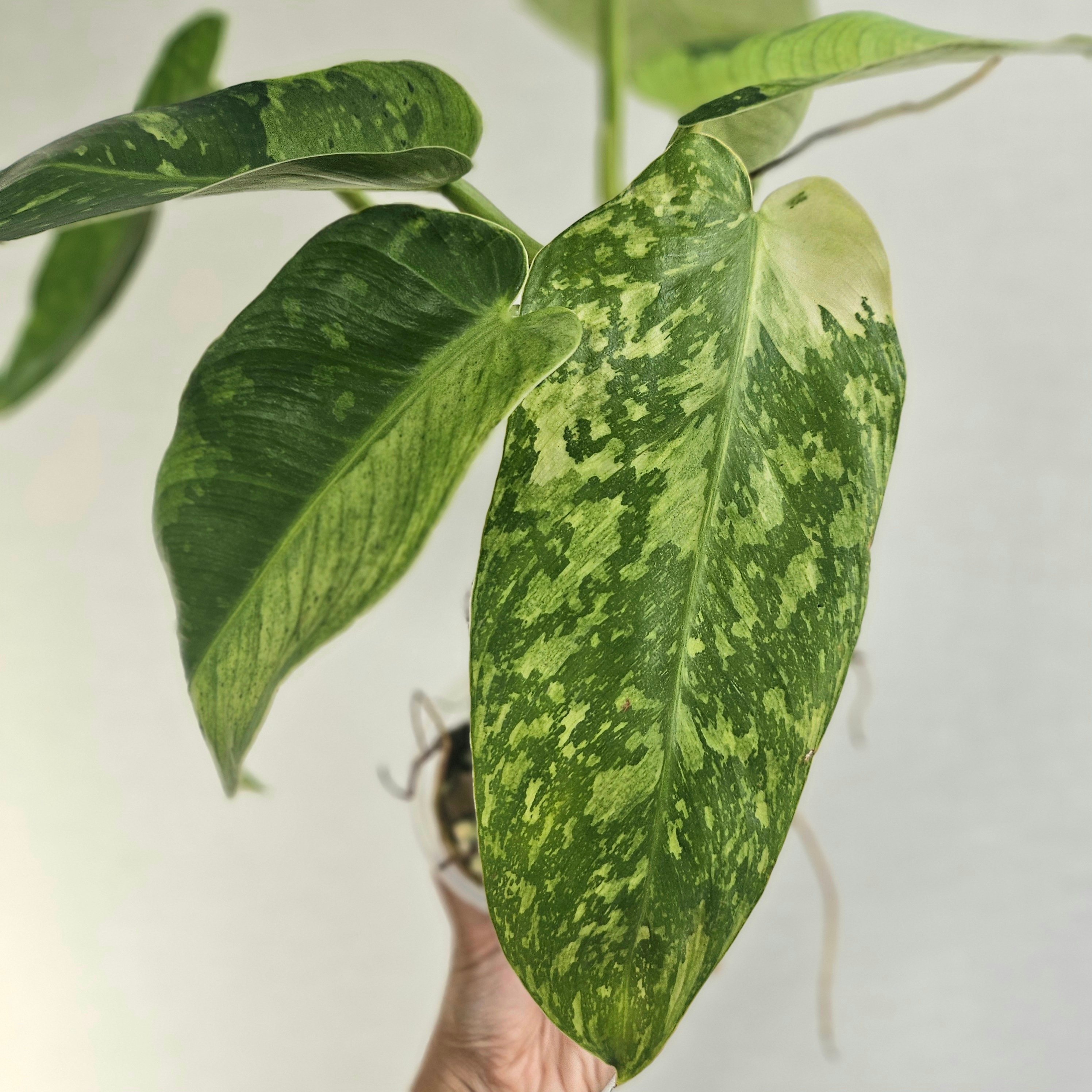 Joseph Bofill ジョセフ・ボフィル ブロンズ風 樹脂高さ約62cm ②〔フィロデンドロン ジョセボーノ〕Philodendron Jose Buono 斑入り