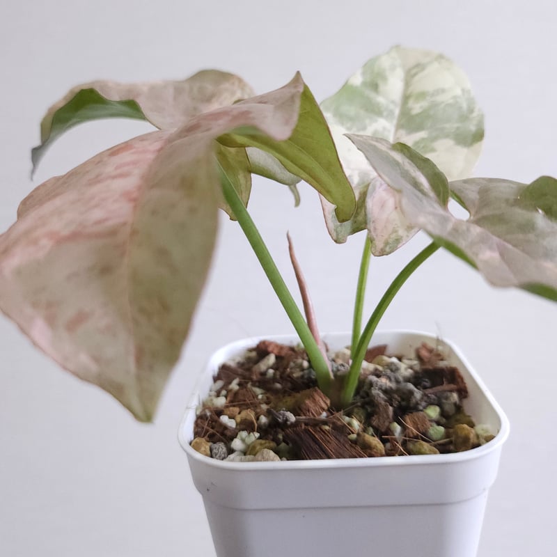 レア①《シンゴニウム・ピンクスポット・ダブルバリエガータ