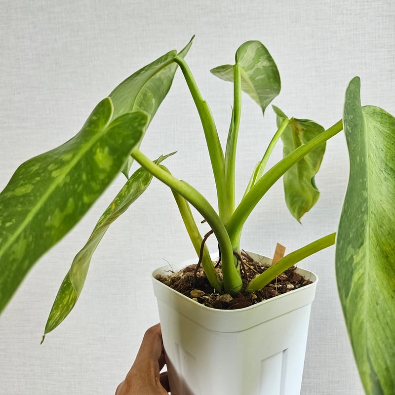 ③〔フィロデンドロン ジョセボーノ〕Philodendron Jose Buono 斑入り