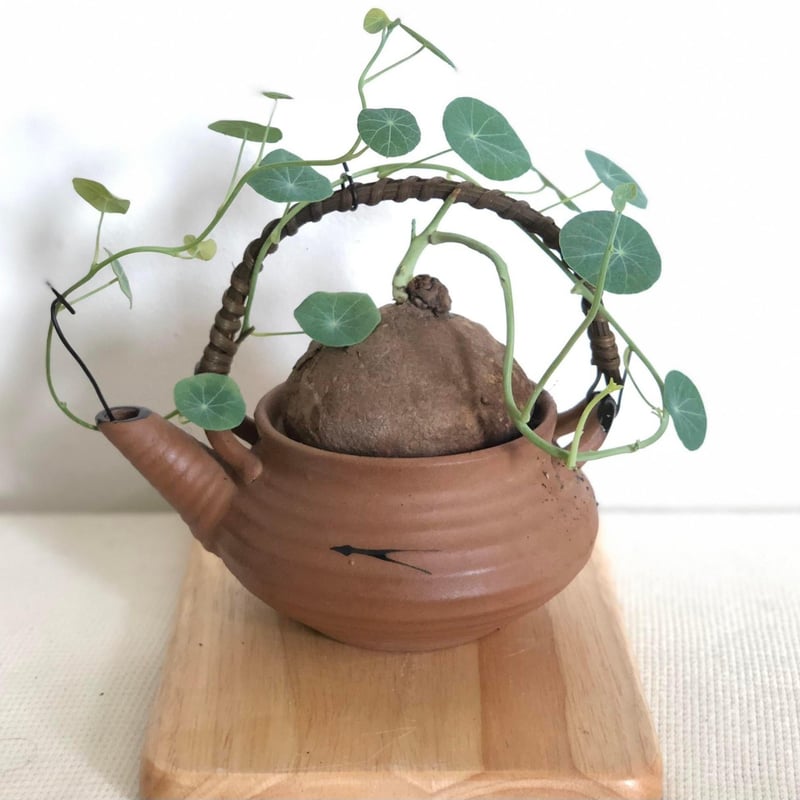 ステファニア エレクタ 約2.5cm-3.5cm発芽中の塊根植物 4株 かわいい