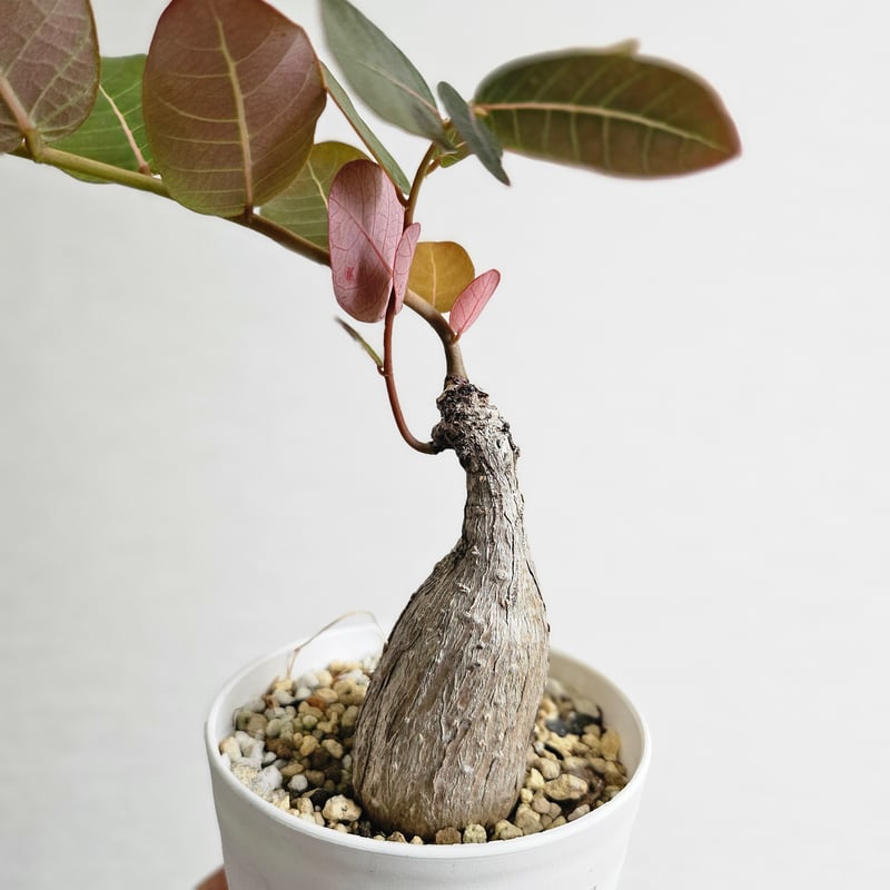 S53〚フィランサス・ミラビリス〛Phyllanthus Mirabilis 塊根植物