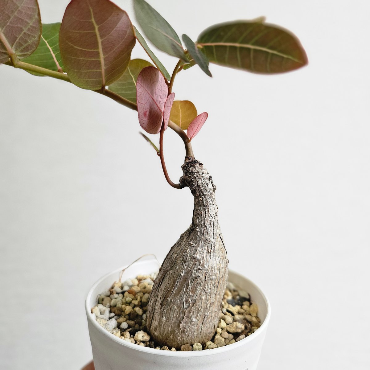 S53〚フィランサス・ミラビリス〛Phyllanthus Mirabilis 塊根植物