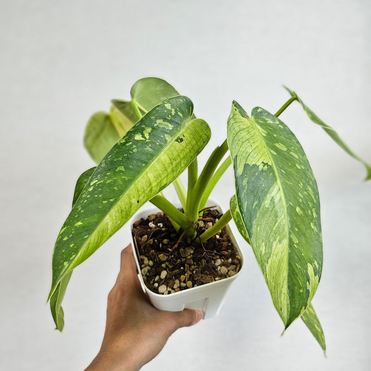 ③〔フィロデンドロン ジョセボーノ〕Philodendron Jose Buono 斑入り