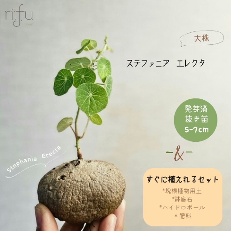 抜き苗+栽培セット】ステファニア エレクタ 約5-7cm以内 | riifu