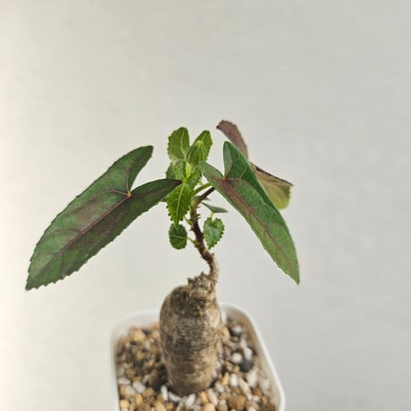 ステファニア | STORES