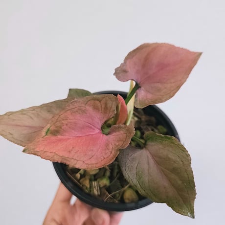 シンゴニウム | STORES