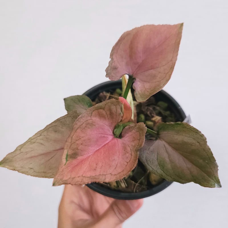①《シンゴニウム・ピンクパーフェクション》 Syngonium Pink
