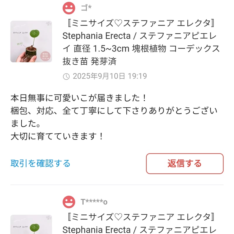 抜き苗+栽培セット】ミニサイズ ステファニア エレクタ 約1.5~3cm以内