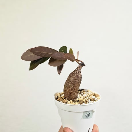 フィランサス ミラビリス 【レア大株 古株】 フィランサス ミラビリス