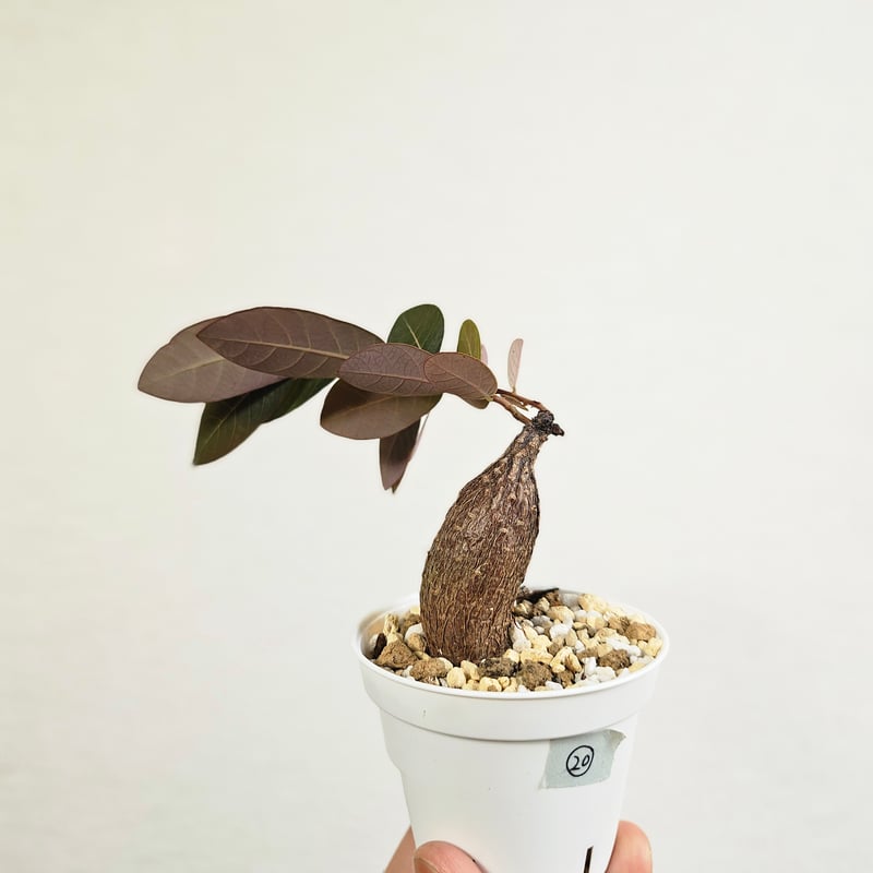 20 ♡ミニ株♡〚フィランサス・ミラビリス〛Phyllanthus