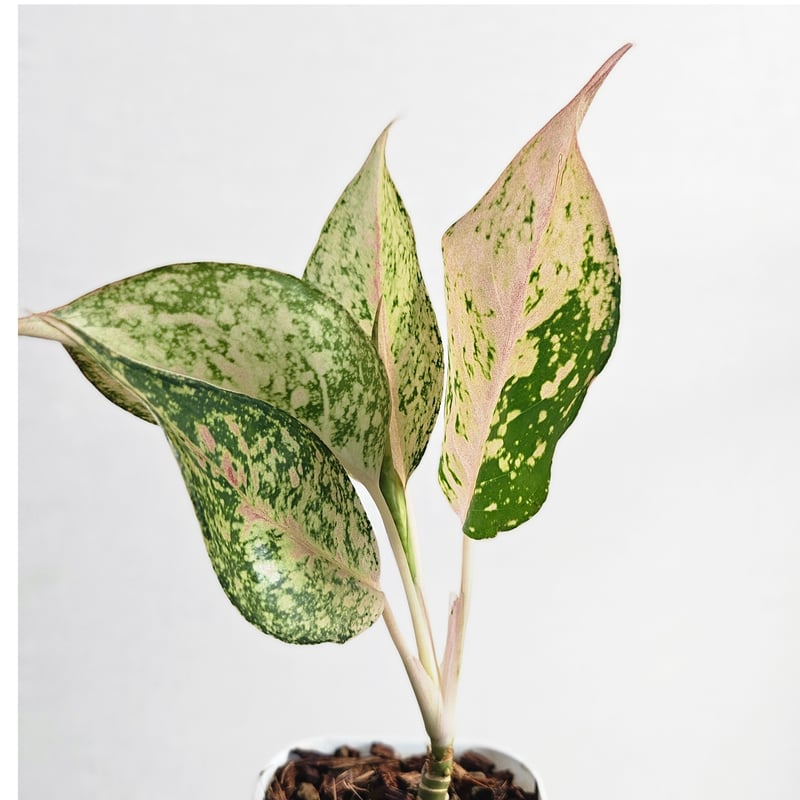 Aglaonema Catherine 》アグラオネマ キャサリン 観葉植物 ／ レッド