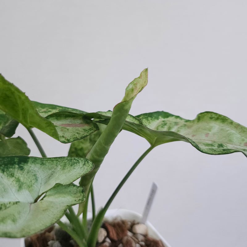 シンゴニウムトリカラーとレッドラーバーのミックス シンゴニウム ポドフィラム 極彩色セレクトレッドスポットトリカラー