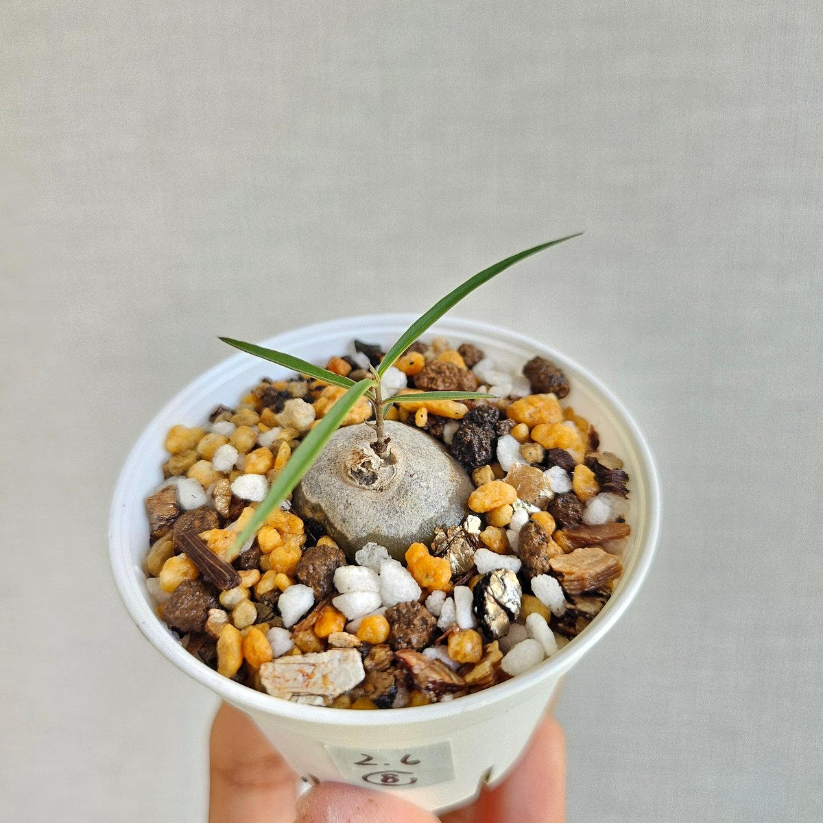 ⑧《ブラキステルマ spec.Thailand》Brachystelma Spec. Thai