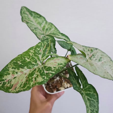 シンゴニウム | STORES