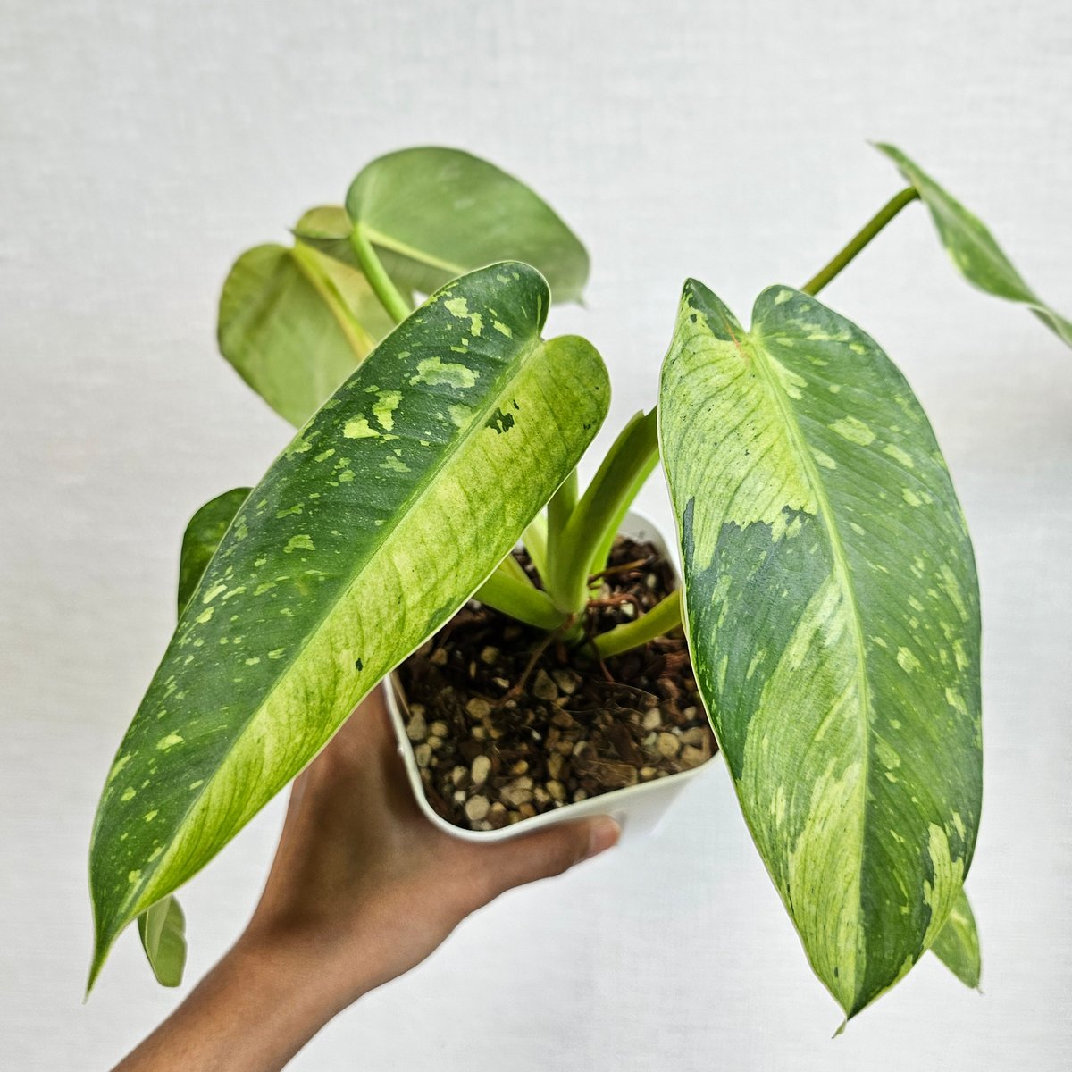Joseph Bofill ジョセフ・ボフィル ブロンズ風 樹脂高さ約62cm ③〔フィロデンドロン ジョセボーノ〕Philodendron Jose Buono 斑入り