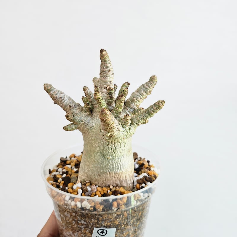 専用　獅子葉アデニウムセット。 ⑮《 Adenium Arabicum D.H.A》アデニウム アラビカム 獅子葉