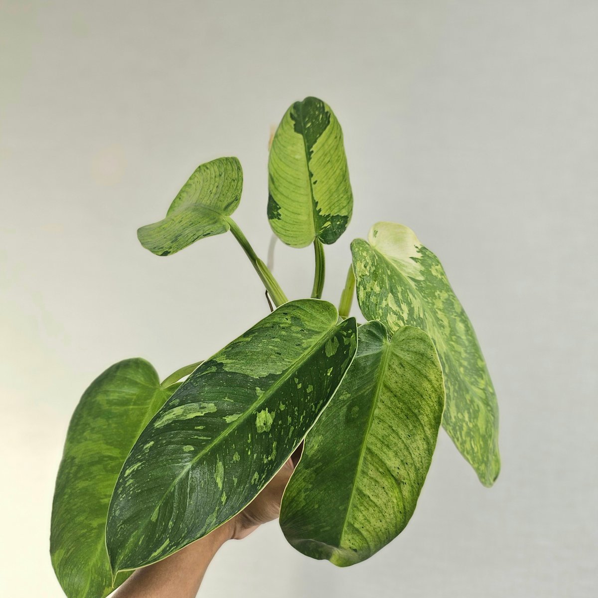 ②〔フィロデンドロン ジョセボーノ〕Philodendron Jose Buono 斑入り