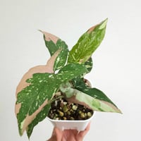 ④《スキンダプサス マヤリ バリエガータ》Scindapsus Mayari Var