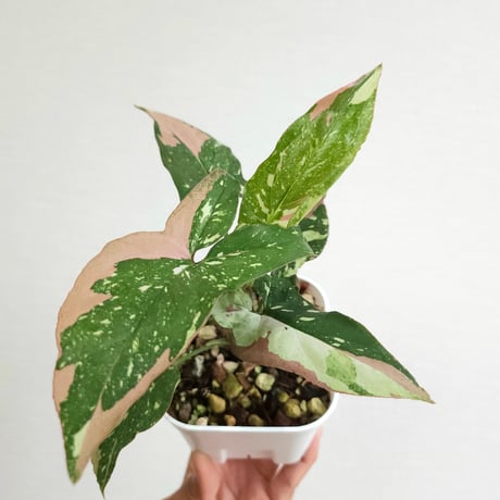 シンゴニウム | STORES