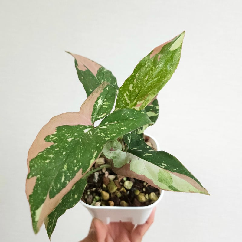 シンゴニウムトリカラー&レッドラーバーミックス シンゴニウム·レッドスポット·トリカラー》Syngonium Redspot Tricolo