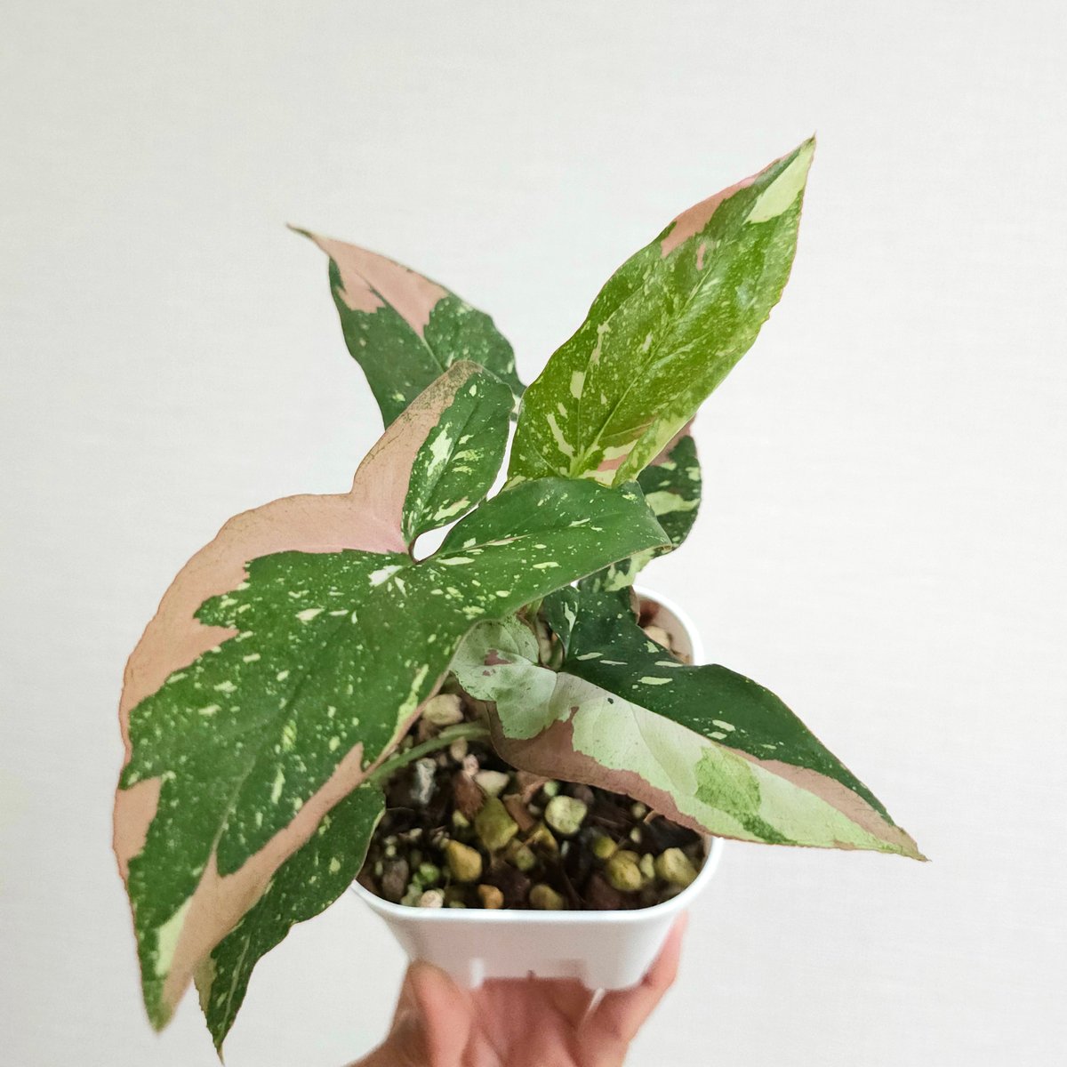 (レア)シンゴニウム・コンフェッティ・トリコロール&レッドスポット トリコロール シンゴニウム レッドスポット トリコロール 斑入り 珍しいユニークな