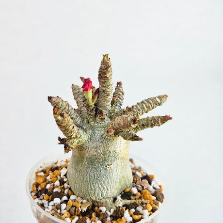 アデニウム・アラビカム　塊根植物 アデニウム アラビカム モンスター 4号 塊根植物 コーデックス