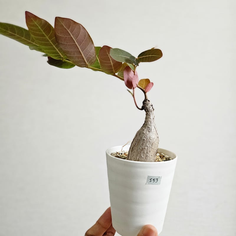 S53〚フィランサス・ミラビリス〛Phyllanthus Mirabilis 塊根植物
