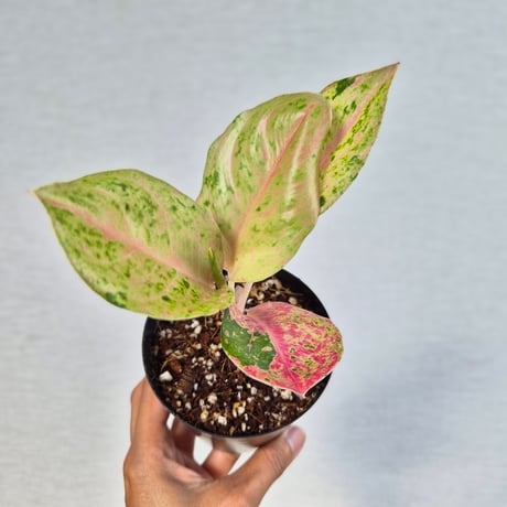 aglaonema | STORES
