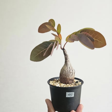 ステファニアエレクタ | STORES