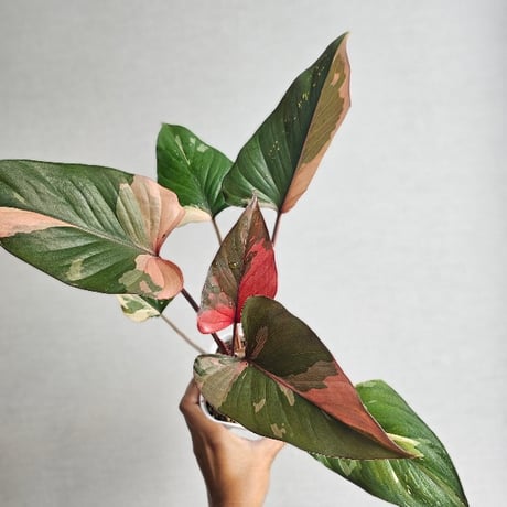 し*物様 Homalomena sp,\"鯖×月\" タグ付き Homalomena sp,