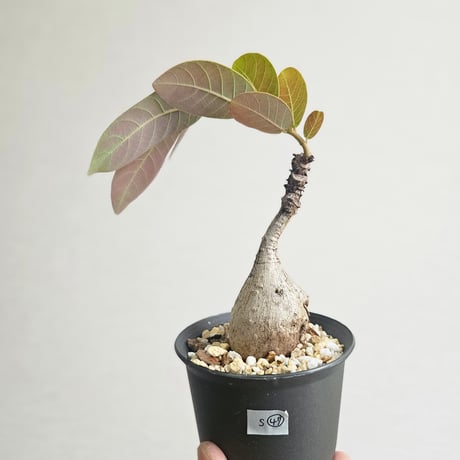 フィランサスミラビリス | STORES