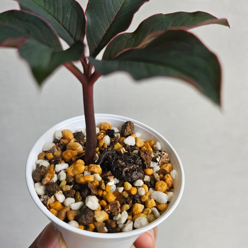 AM3 ♡レア〚 アモルフォファルス アトロビリディス 〛 Amorphophallus