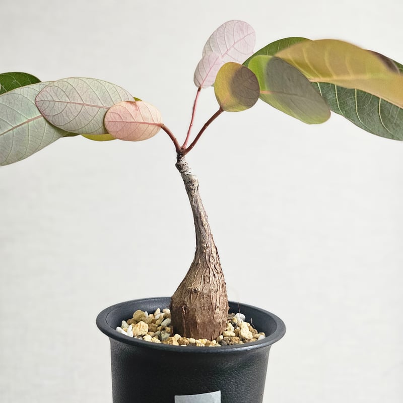 S48〚フィランサス・ミラビリス〛Phyllanthus Mirabilis 塊根植物