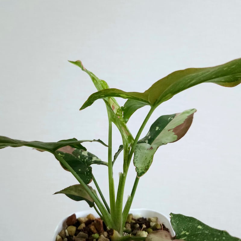 シンゴニウム·レッドスポット·トリカラー》Syngonium Redspot Tricolo