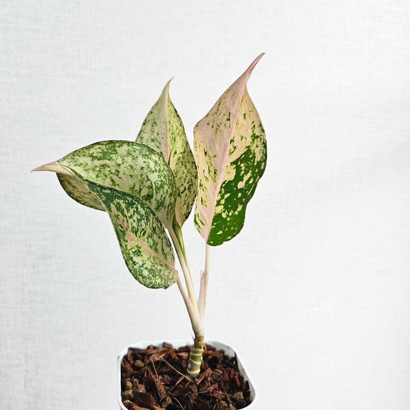 その他観葉植物 Aglaonema Medusa アグラオネマ メデューサ 3.5号ポット 個体B(現品)｜芳樹園