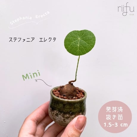 ステファニア　エレクタ　観葉植物　グリーン　サイズ大　塊根 ステファニア エレクタ 観葉植物 グリーン サイズ大 塊根 大株