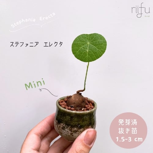抜き苗】ミニサイズ ステファニア エレクタ 約1.5~3cm以内 | riifu
