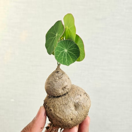 ステファニア | STORES