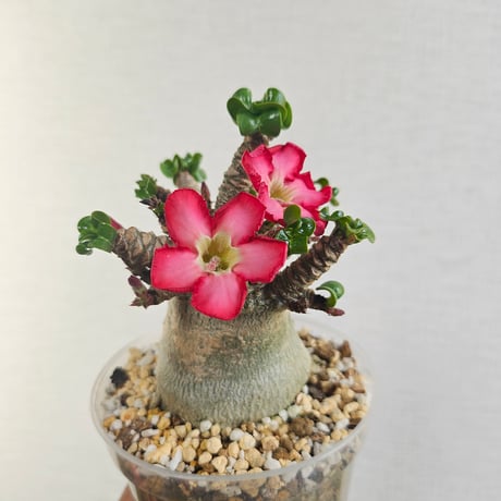 専用　獅子葉アデニウムセット。 アデニウムアラビカム獅子葉 | STORES