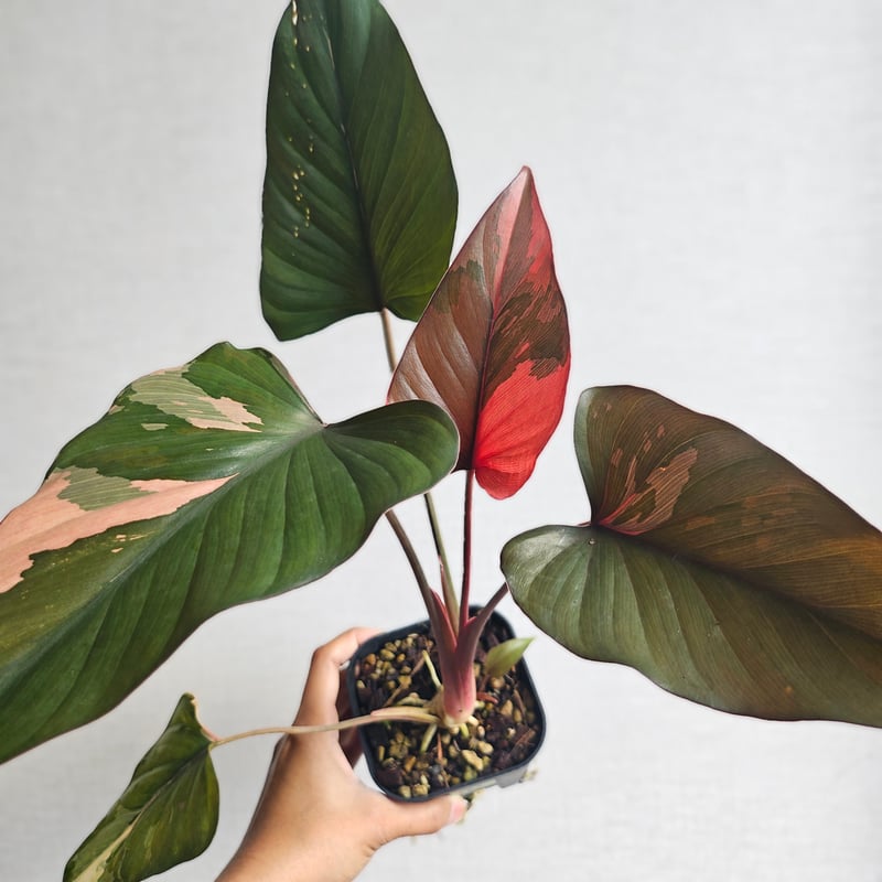 ②Homalomena cf. aromatica (Spreng.) Schott. ホマロ