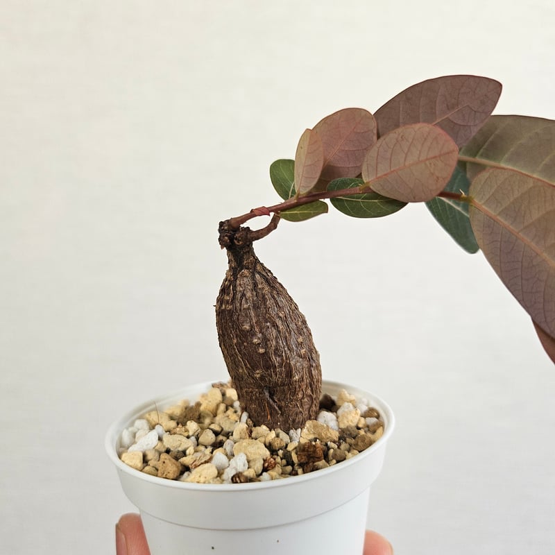 ンサスミラ フィランサス ミラビリス 販売 フィランサス ミラビリス