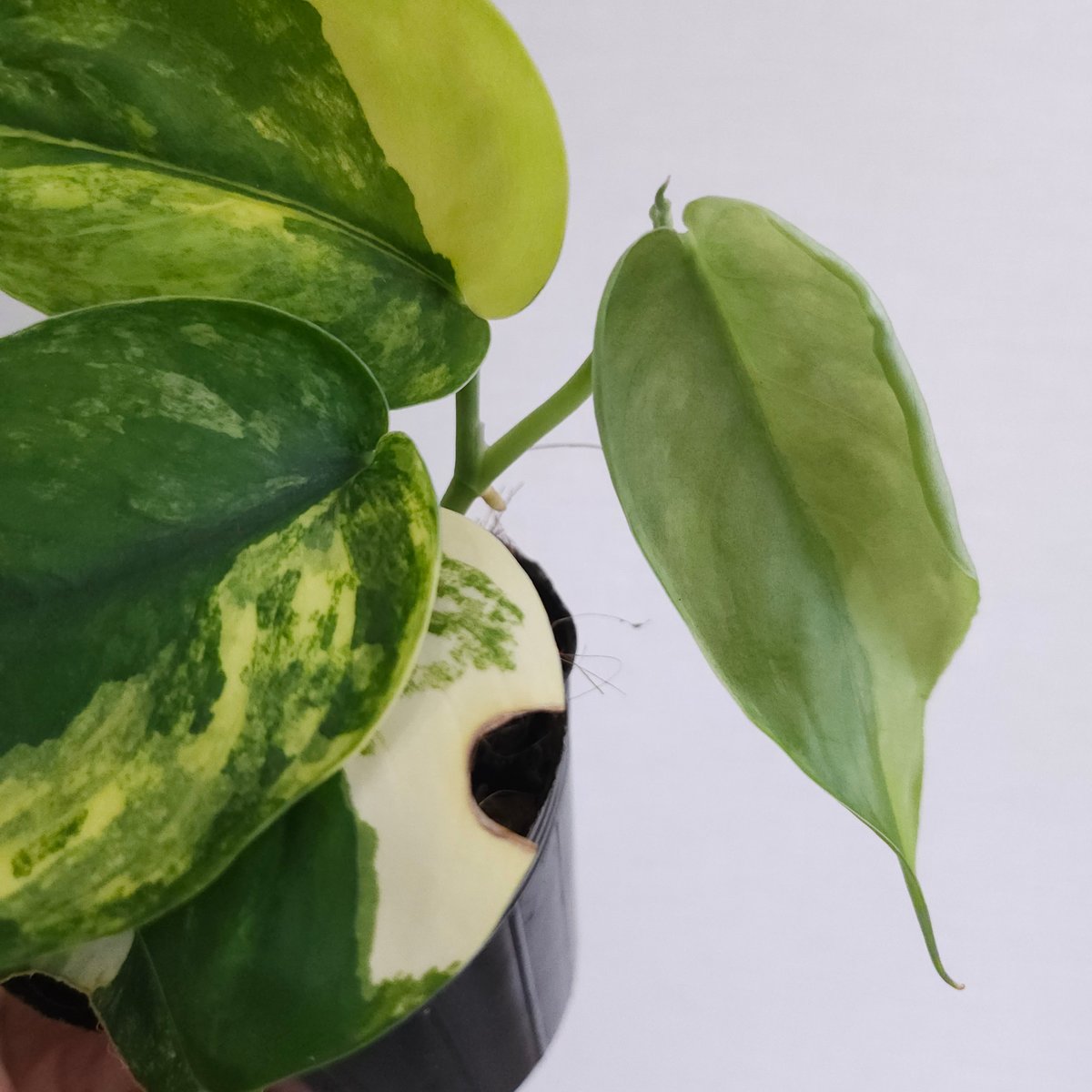 ①《スキンダプサス ジェイドサテン バリエガータ》Scindapsus Jade