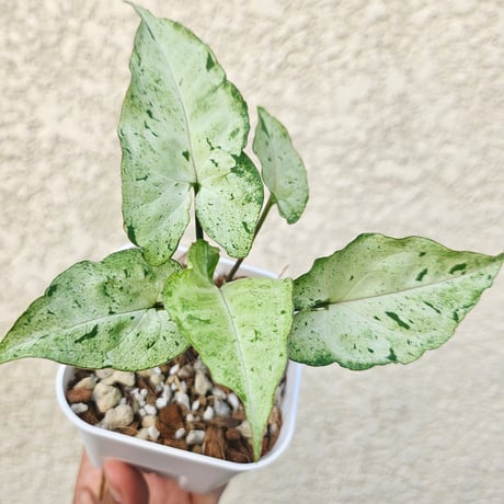 シンゴニウム | STORES