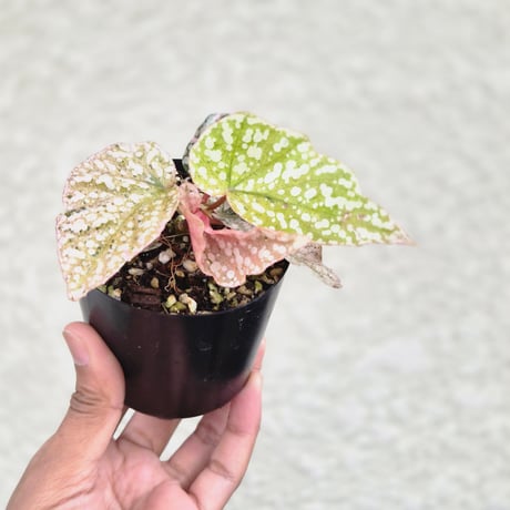 begonia | STORES