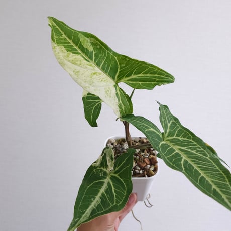 シンゴニウム | STORES