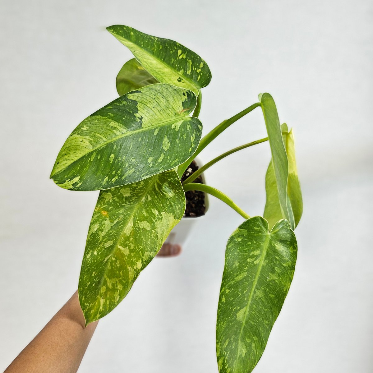 ③〔フィロデンドロン ジョセボーノ〕Philodendron Jose Buono 斑入り