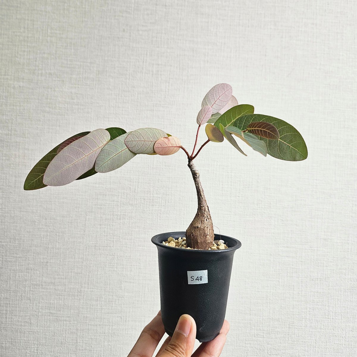 S48〚フィランサス・ミラビリス〛Phyllanthus Mirabilis 塊根植物